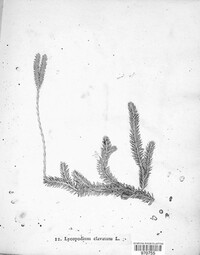 Lycopodium clavatum image